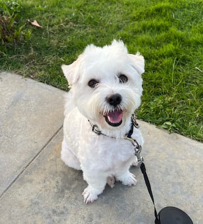 Mr. Teddy, Chief Happiness Officer of MooMeetup